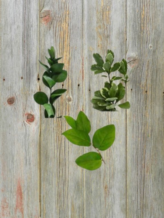 ISRAELI RUSCUS, VAR PITTOSPORUM AND SALAL ASSORTED COMBO BOX